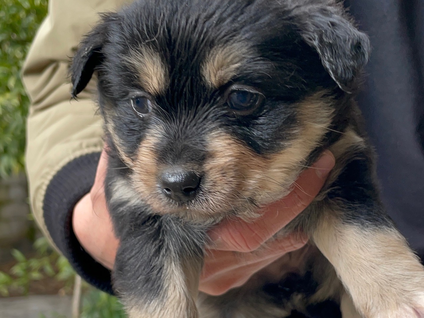 Vuoi adottare un cane a Avellino?