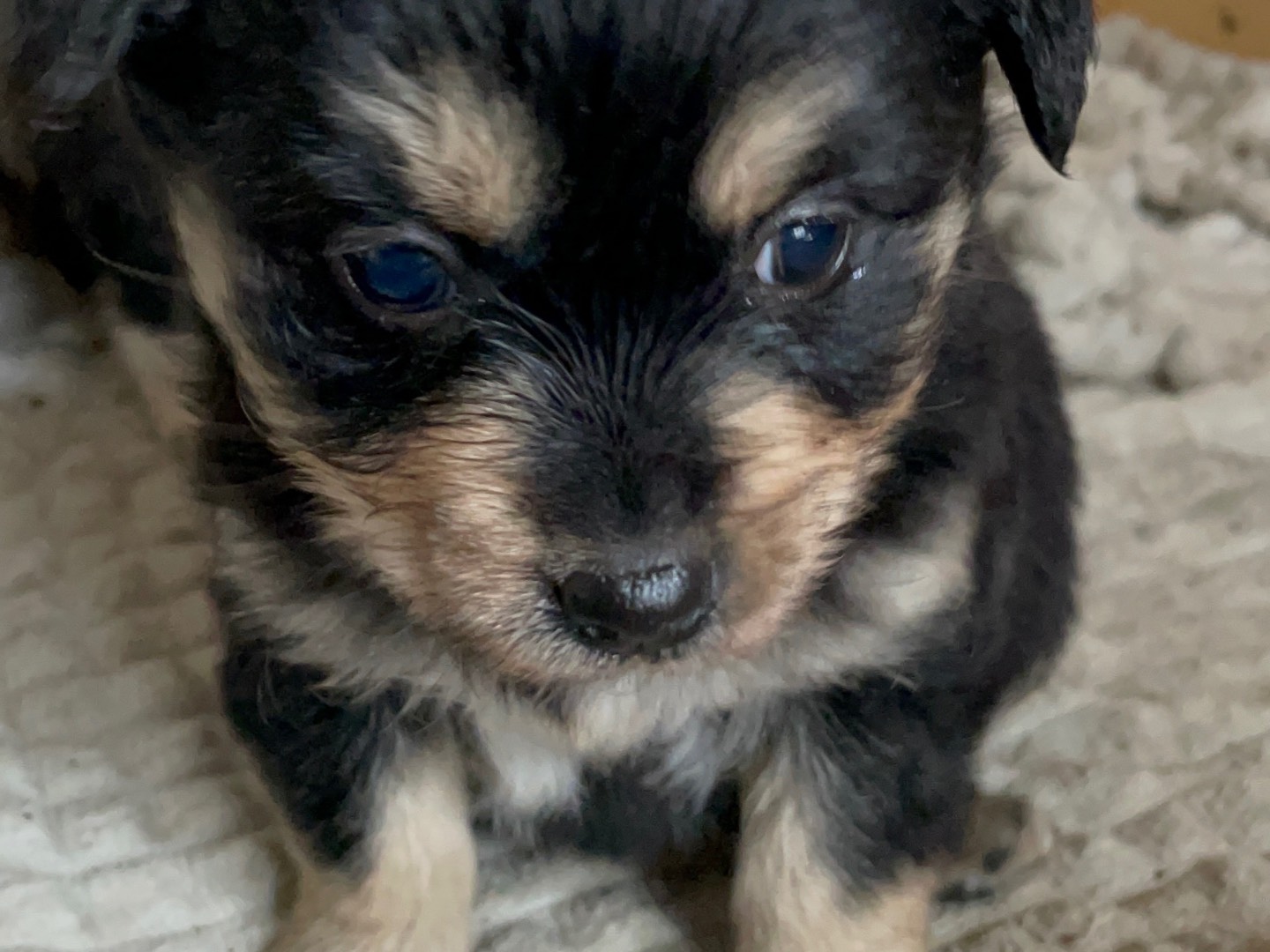 Adotta il cane Karina a Avellino