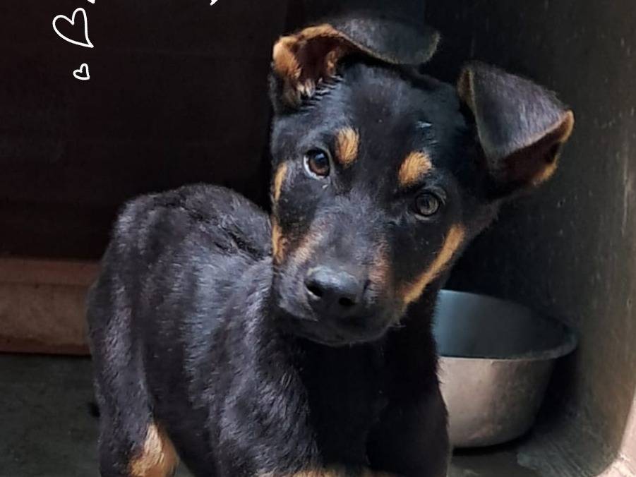 Adozione cane, maschio, Dobermann Razza sconosciuta, 3 mesi, taglia grande, Arezzo