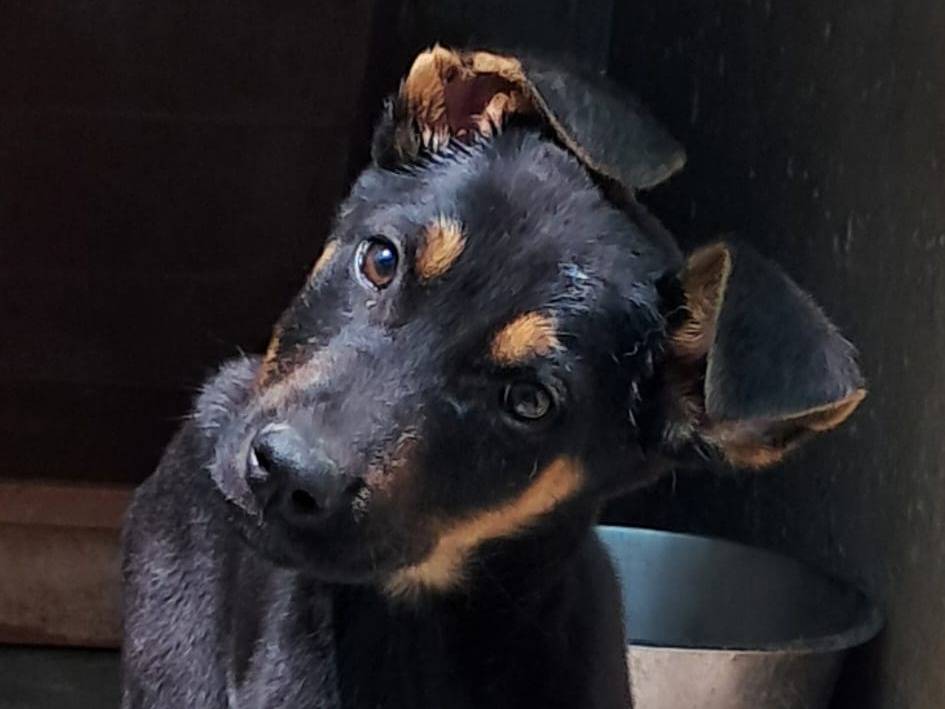 Adotta un cane, maschio, 3 mesi, Arezzo