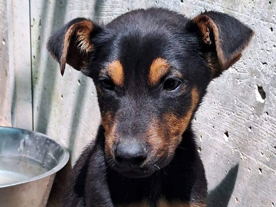 Adotta un cane, maschio, 3 mesi, Lodi