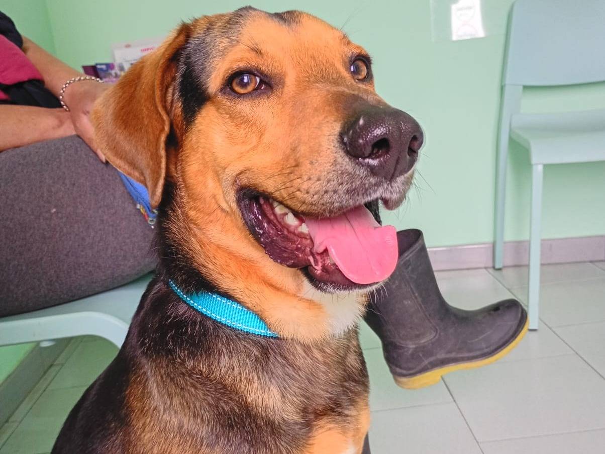 Adozione cane, maschio, Razza sconosciuta Razza sconosciuta, 2 anni, taglia media, Messina