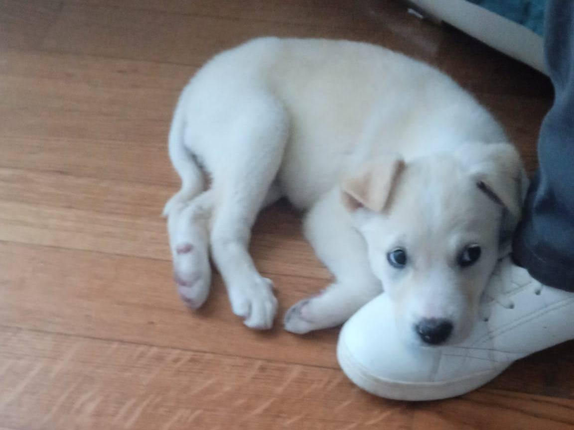 Adozione cane, femmina, Razza sconosciuta Razza sconosciuta, 2 mesi, taglia media, Caserta