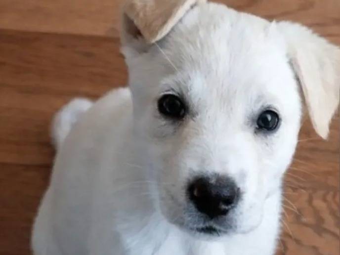 Adotta un cane, femmina, 2 mesi, Caserta