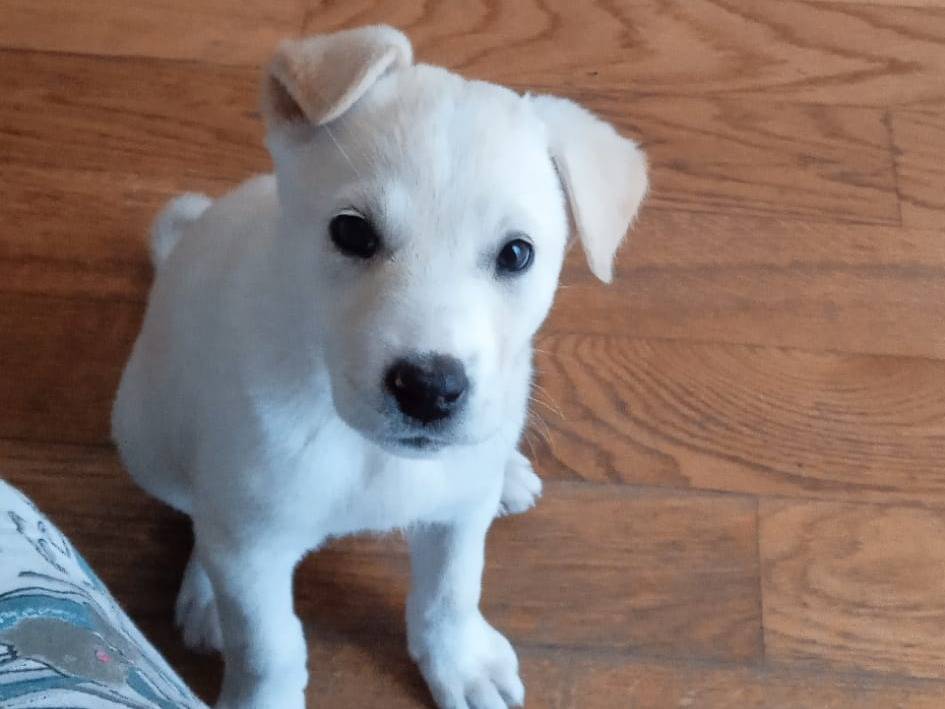 Adotta un cane, taglia media, femmina, Caserta