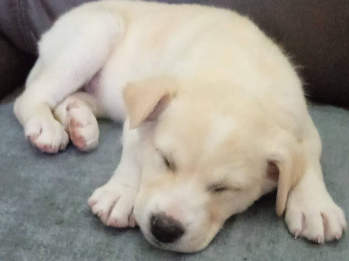 Vuoi adottare un cane a Caserta?