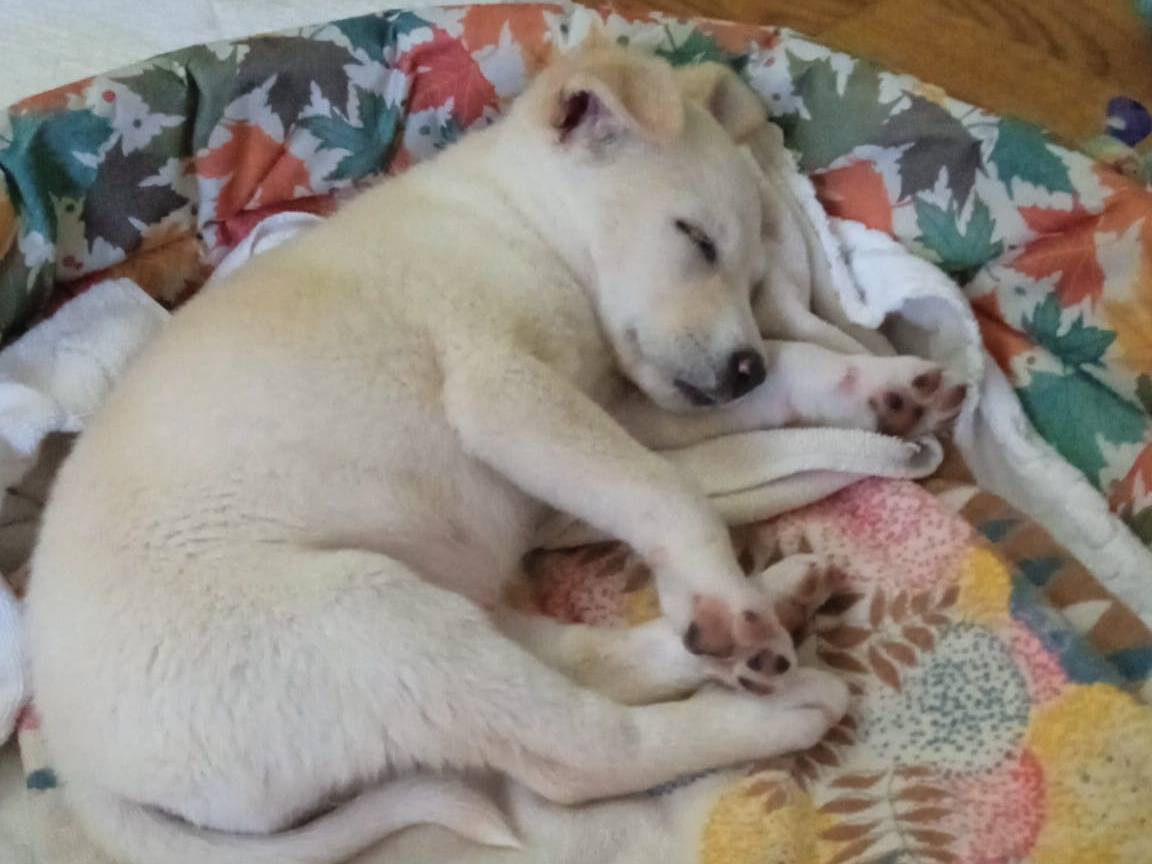 Adotta il cane Trilly a Caserta