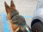 Adotta un cane, femmina, 4 anni e 3 mesi, Torino