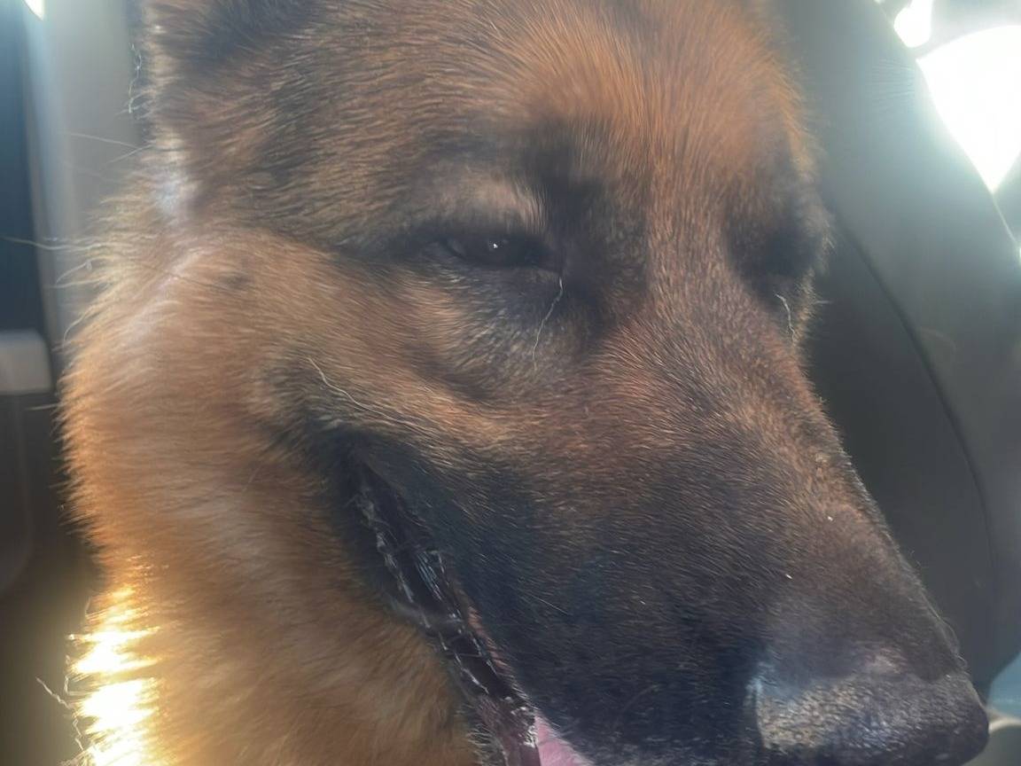 Adotta un cane, taglia grande, femmina, Torino