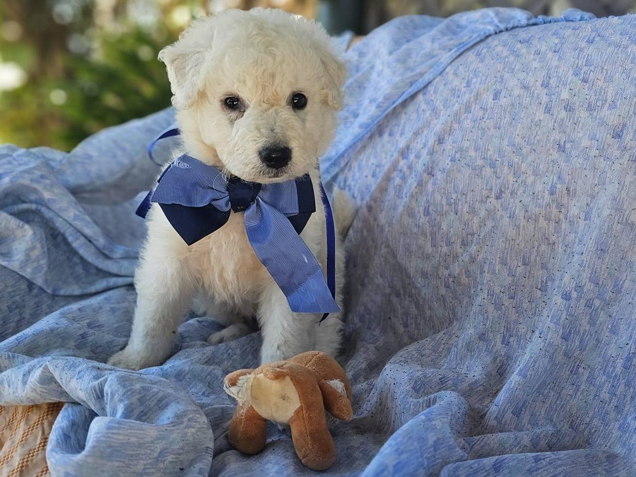 Adozione cane, maschio, Razza sconosciuta Razza sconosciuta, 1 mesi, taglia media, Siracusa