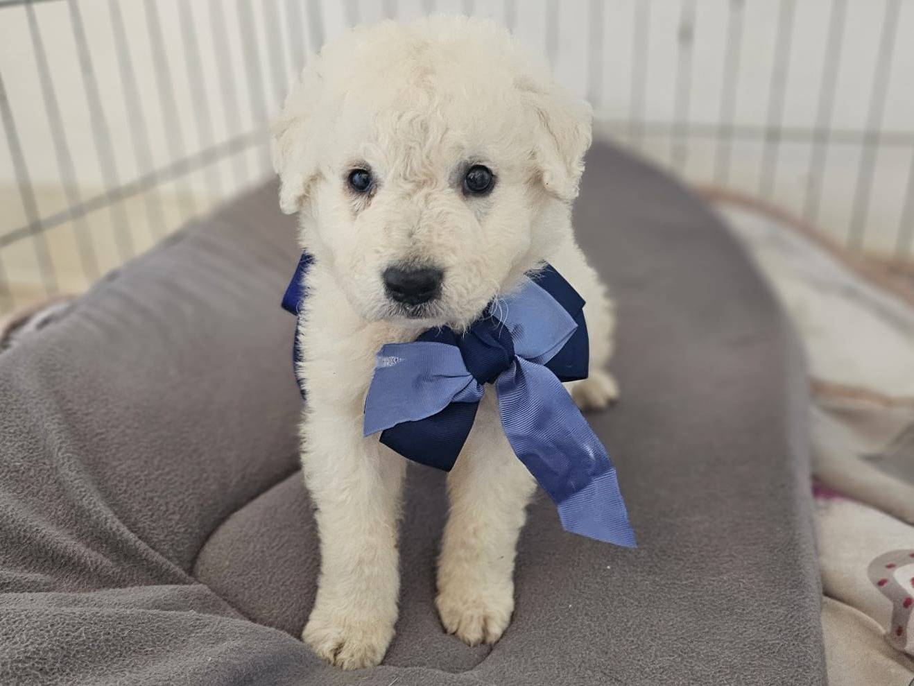 Adotta un cane, maschio, 1 mesi, Siracusa