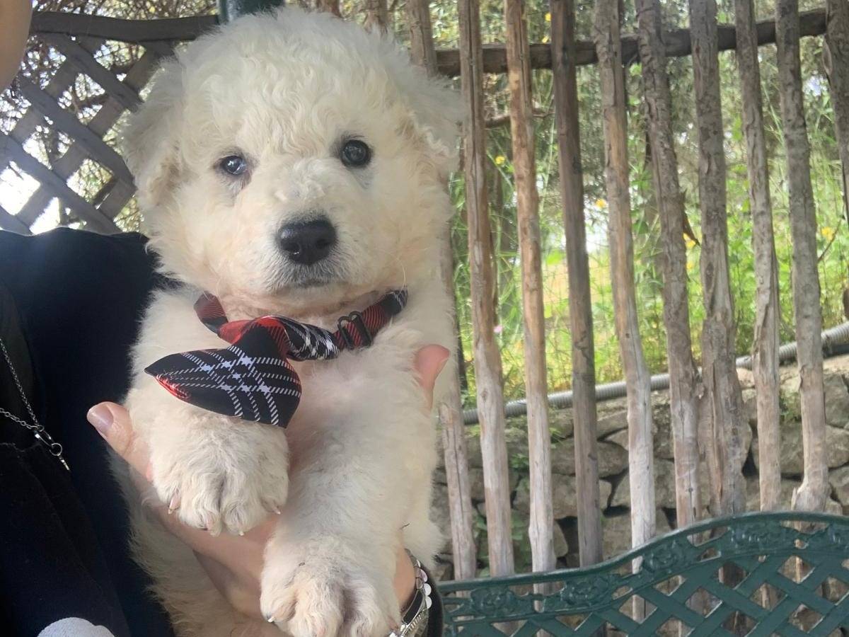 Adotta un cane, taglia media, maschio, Siracusa