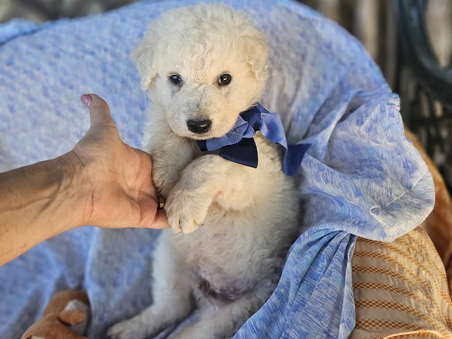 Vuoi adottare un cane a Siracusa?