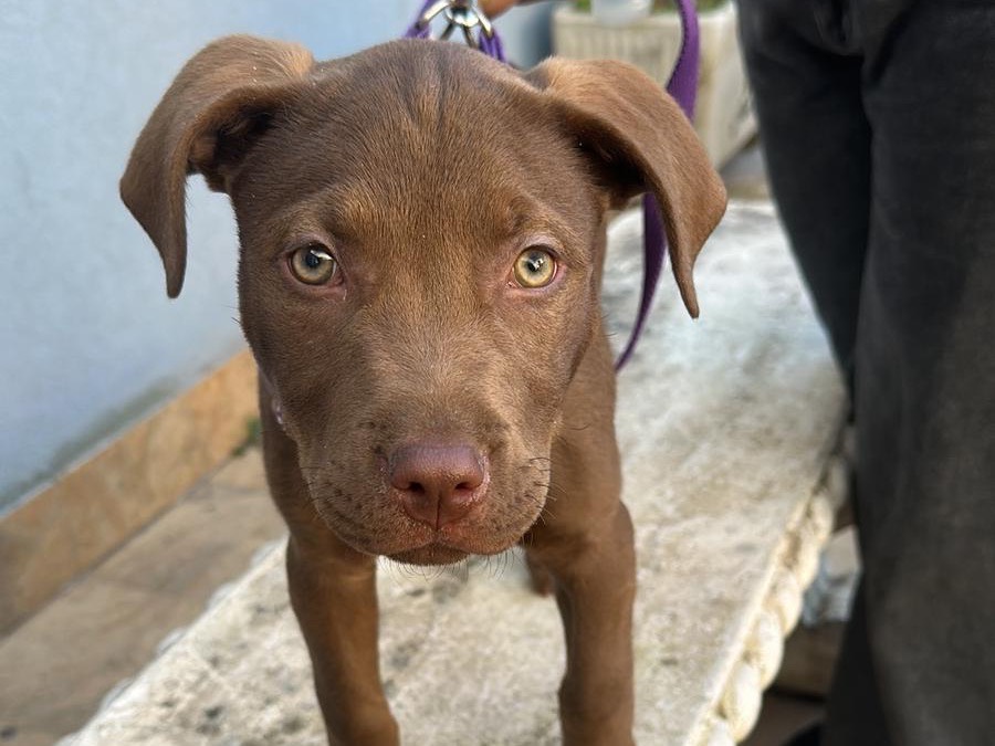 Adozione cane, maschio, Pitbull Razza sconosciuta, 3 mesi, taglia grande, Siracusa