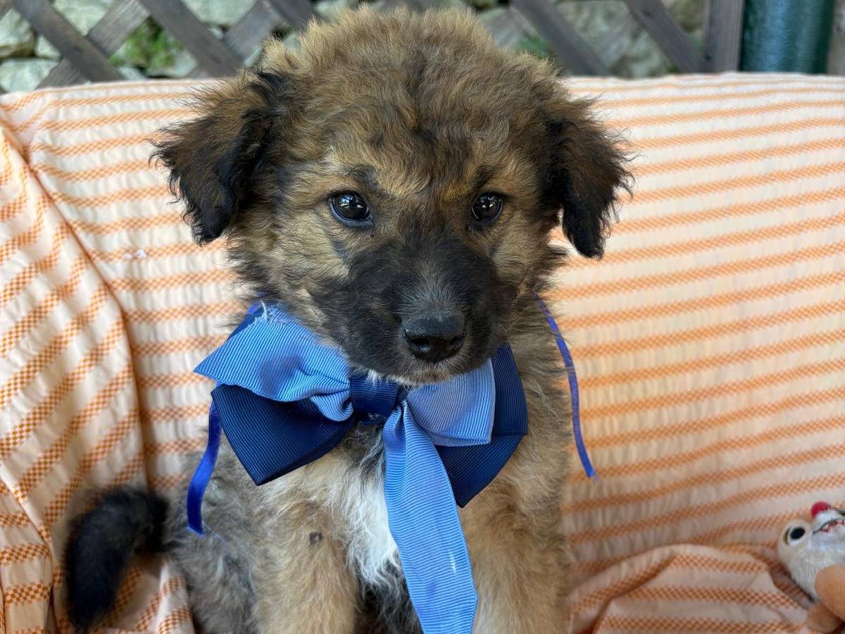 Vuoi adottare un cane a Siracusa?