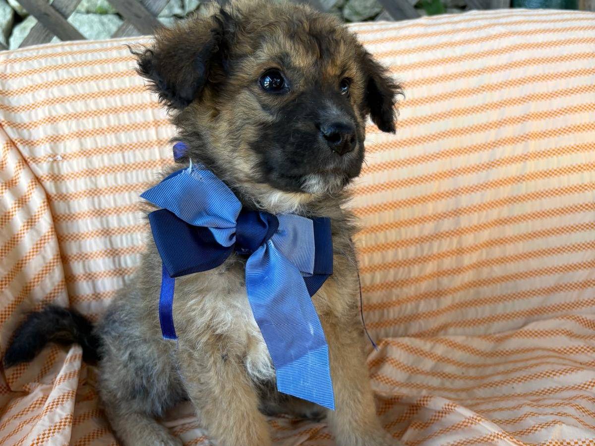 Adotta il cane Golia a Siracusa