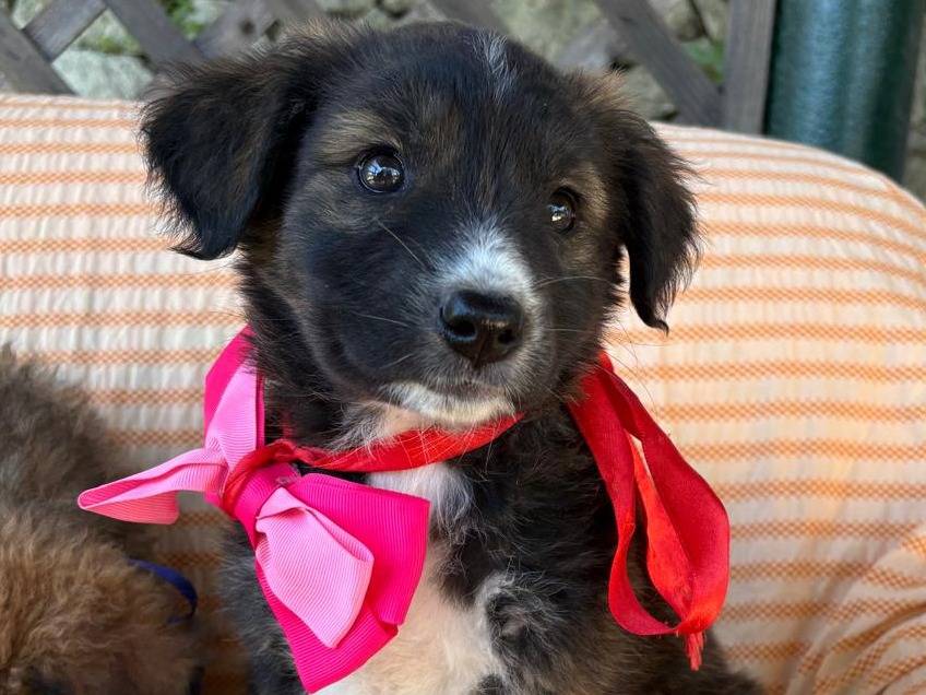 Vuoi adottare un cane a Siracusa?