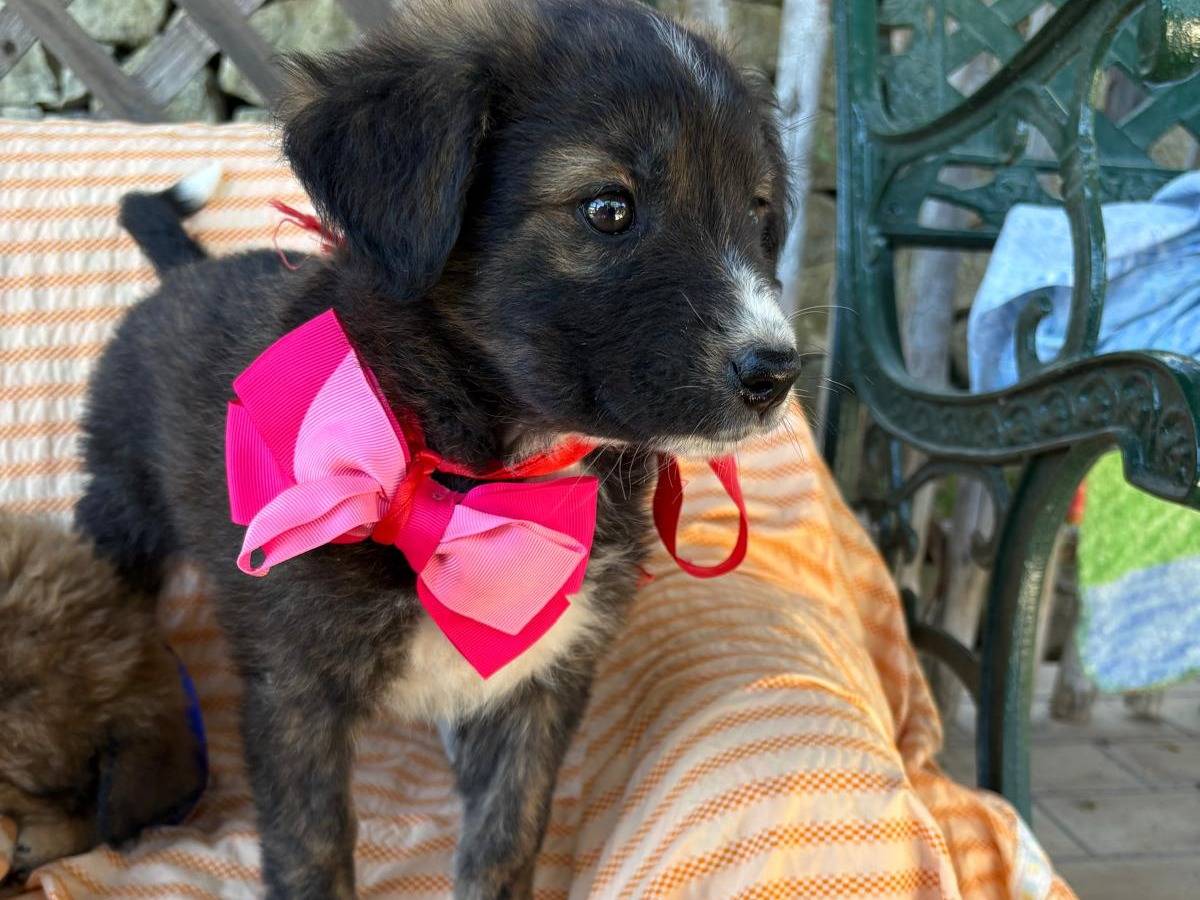 Adotta il cane Zoe a Siracusa