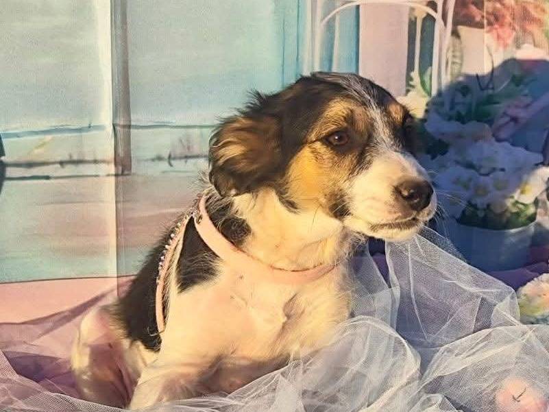 Adozione cane, femmina, Razza sconosciuta Razza sconosciuta, 2 mesi, taglia piccola, Bari