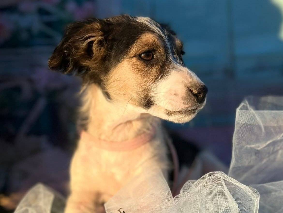 Adotta un cane, femmina, 2 mesi, Bari