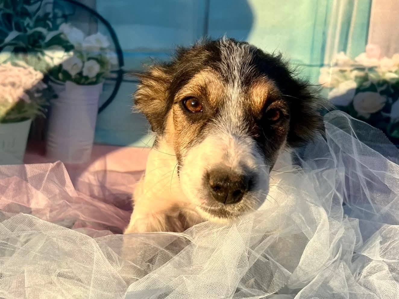 Adotta un cane, taglia piccola, femmina, Bari