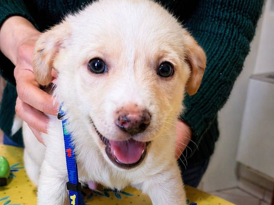 Adozione cane, maschio, Razza sconosciuta Razza sconosciuta, 2 mesi, taglia media, Benevento