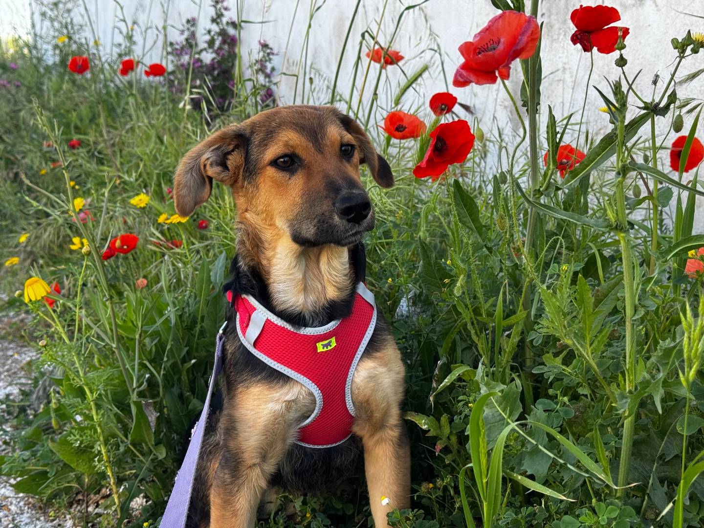 Adozione cane, femmina, Razza sconosciuta Razza sconosciuta, 4 mesi, taglia media, Taranto