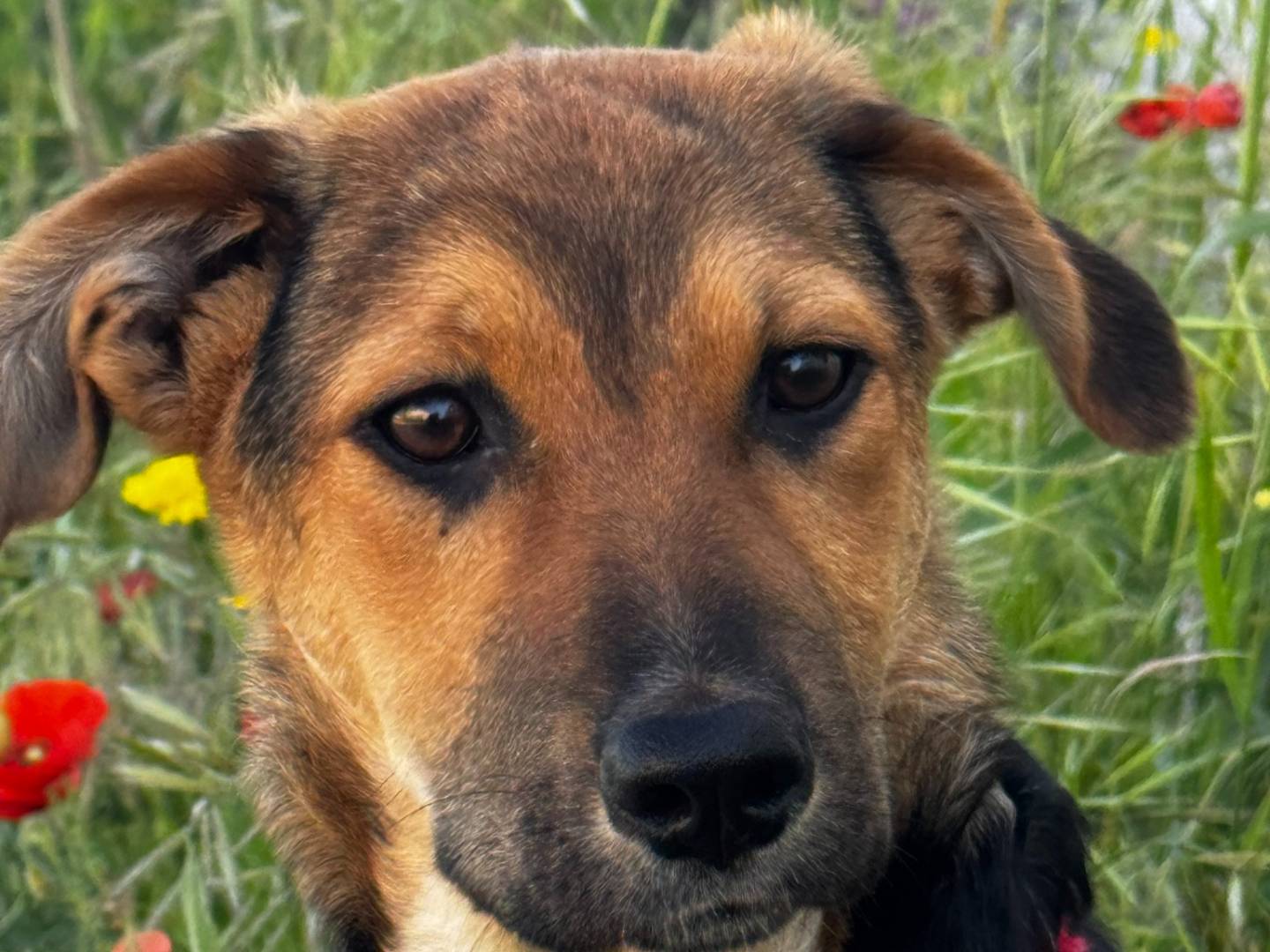 Adotta un cane, femmina, 4 mesi, Taranto