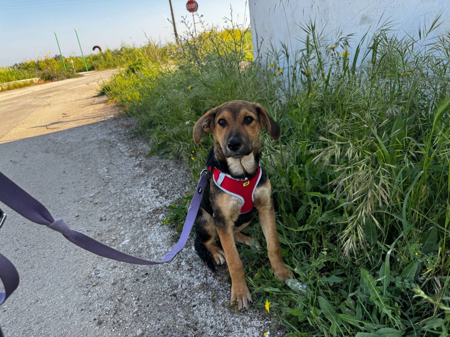 Adotta un cane, taglia media, femmina, Taranto