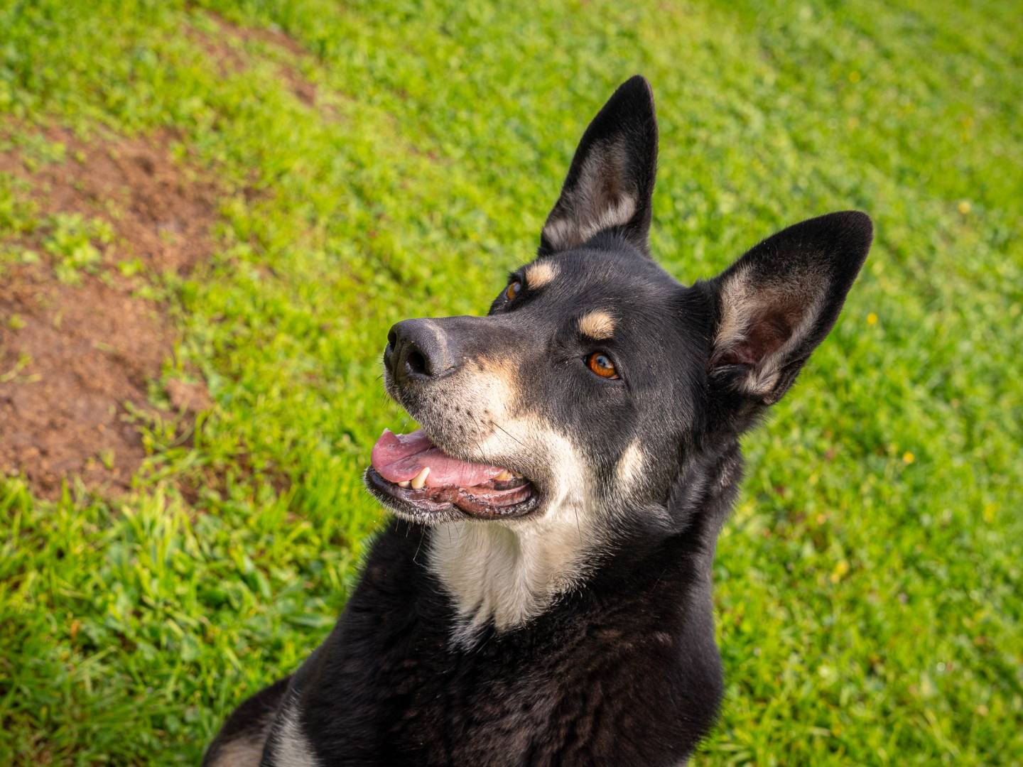 Adozione cane, femmina, Razza sconosciuta Razza sconosciuta, 3 anni e 4 mesi, taglia grande, Bari