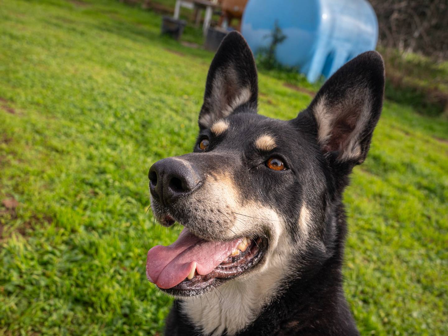 Adotta un cane, femmina, 3 anni e 4 mesi, Bari