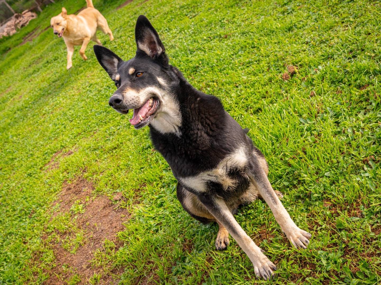 Adotta un cane, taglia grande, femmina, Bari