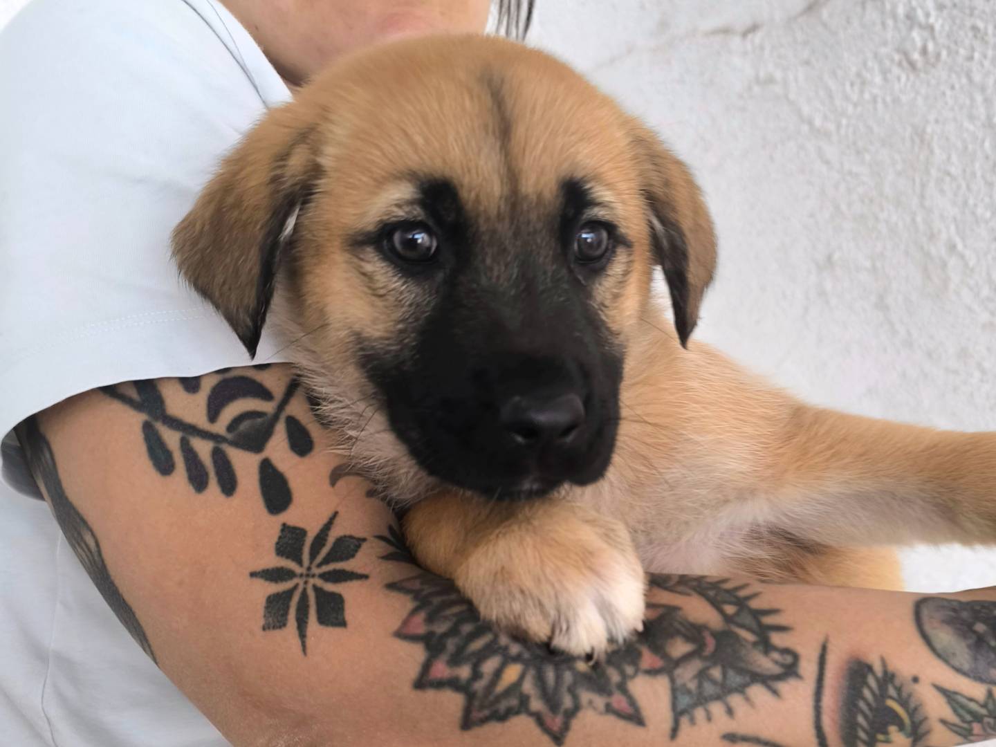 Adozione cane, femmina, Razza sconosciuta Razza sconosciuta, 2 mesi, taglia media, Bari