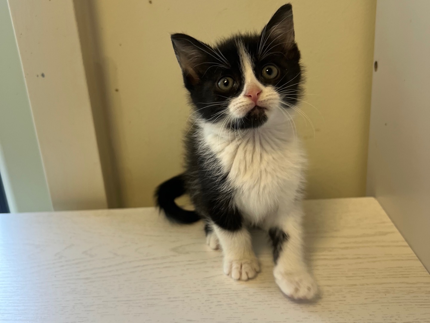 Adozione gatto, femmina, Razza sconosciuta Razza sconosciuta, 3 mesi, taglia non valida, Messina