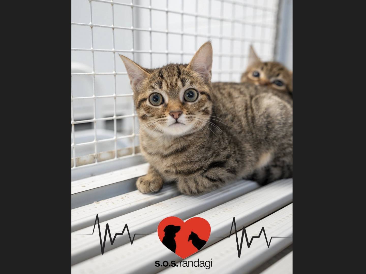 Adozione gatto, maschio, Razza sconosciuta Razza sconosciuta, 4 mesi, taglia non valida, Milano