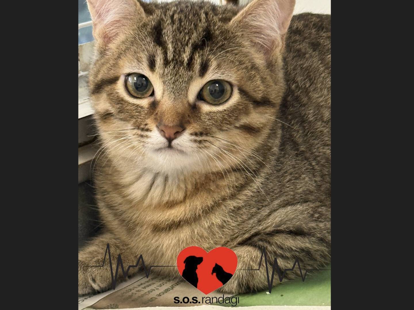 Adotta un gatto, maschio, 4 mesi, Milano