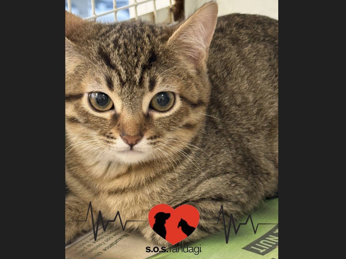 Adotta un gatto, taglia non valida, maschio, Milano