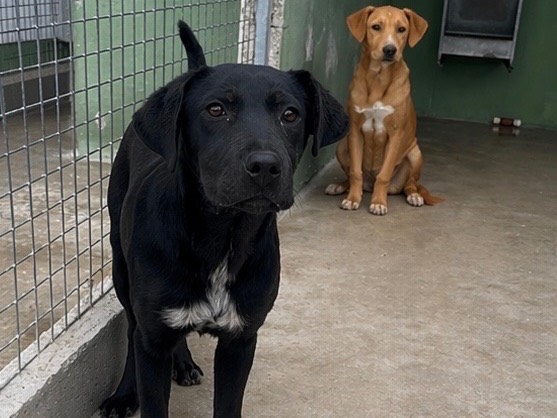 Adozione cane, femmina, Labrador Retriever Razza sconosciuta, 4 mesi, taglia piccola, Napoli