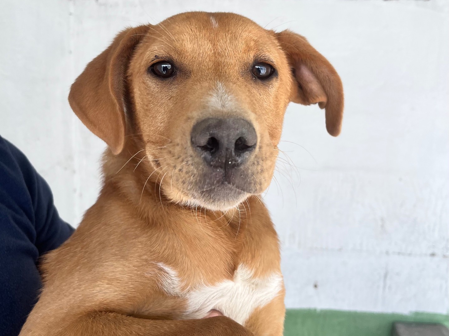 Adotta un cane, femmina, 4 mesi, Napoli