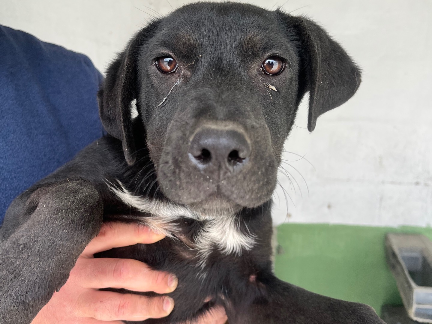 Adotta un cane, taglia piccola, femmina, Napoli