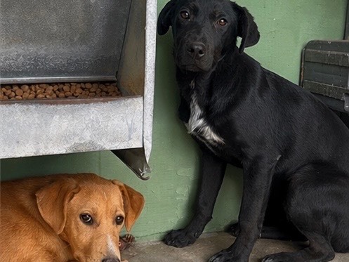 Vuoi adottare un cane a Napoli?