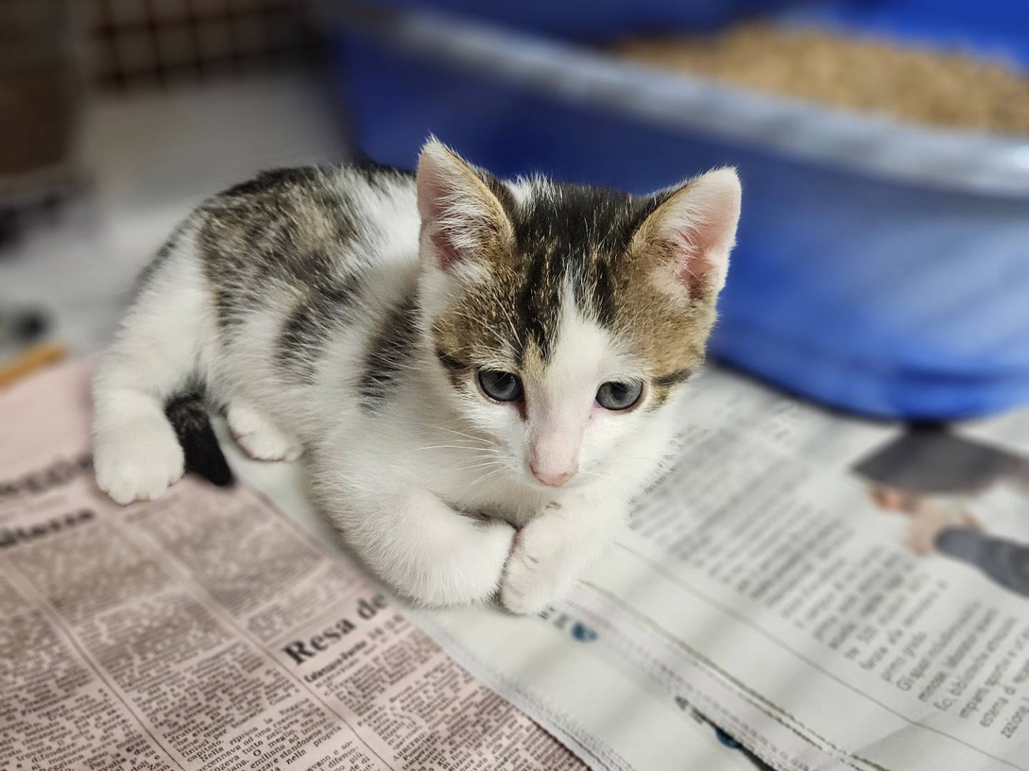 Adozione gatto, maschio, Razza sconosciuta Razza sconosciuta, 1 mesi, taglia non valida, Milano