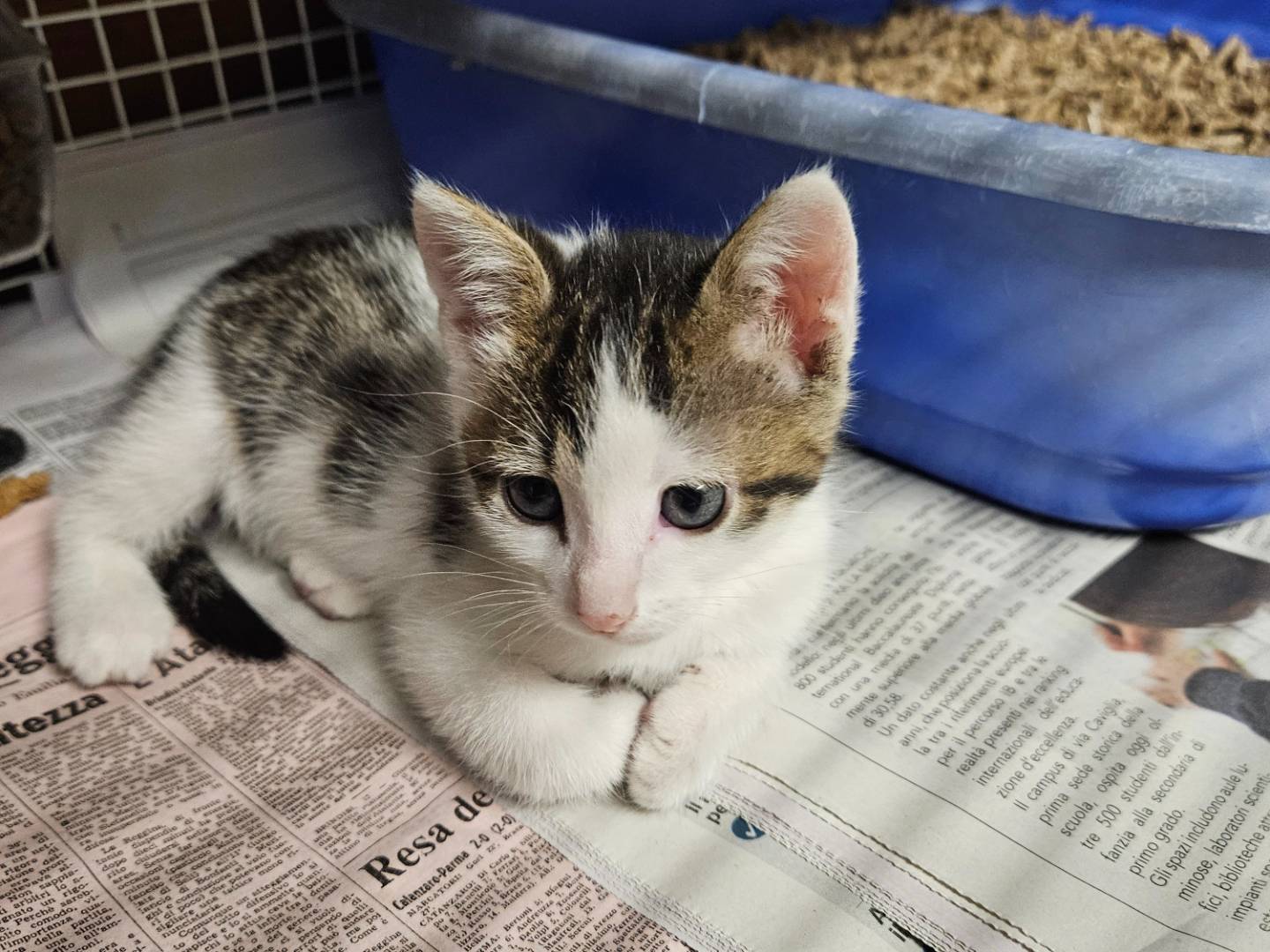 Adotta un gatto, maschio, 1 mesi, Milano