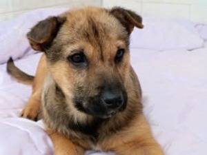 Adozione cane, femmina, Razza sconosciuta Razza sconosciuta, 4 mesi, taglia media, Taranto