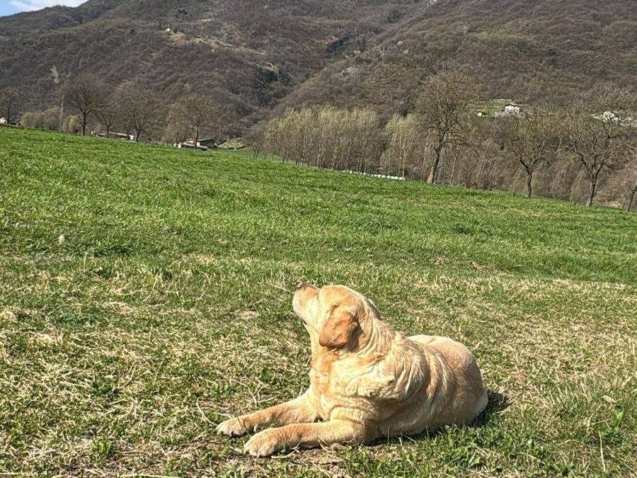 Adozione cane, femmina, Labrador Retriever Razza sconosciuta, 9 anni e 3 mesi, taglia grande, Brescia