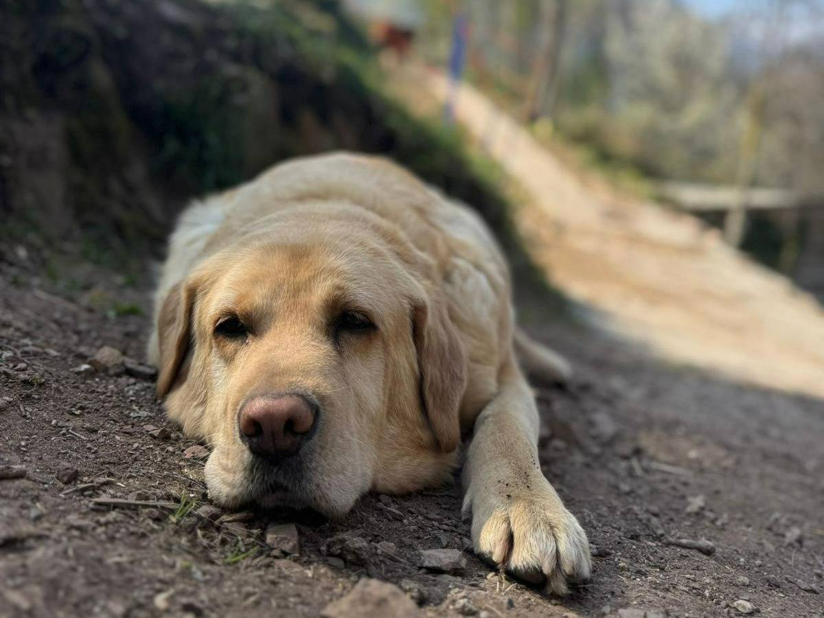 Adotta un cane, femmina, 9 anni e 3 mesi, Brescia