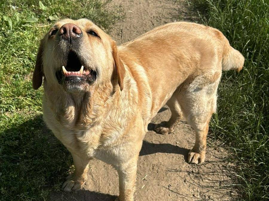 Adotta un cane, taglia grande, femmina, Brescia