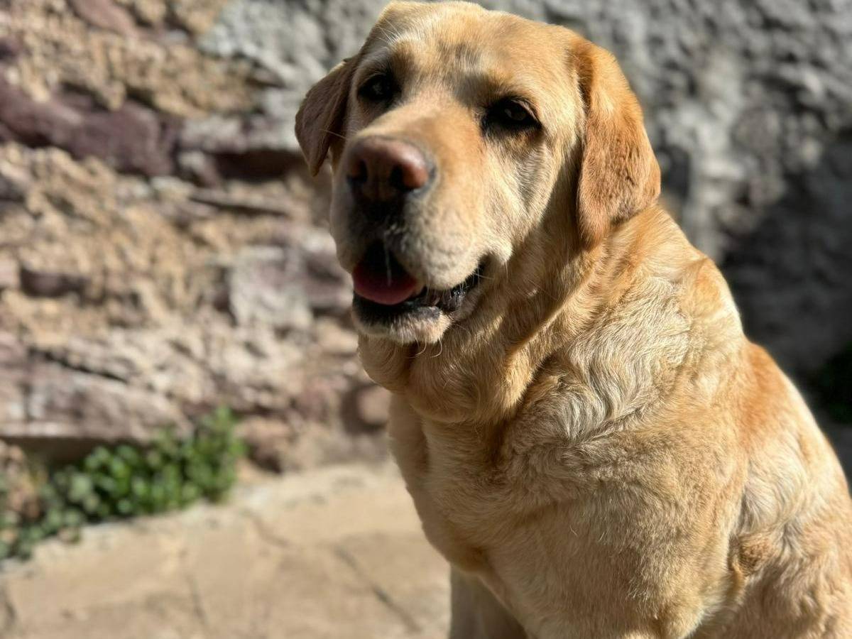 Adotta il cane Pupa a Brescia