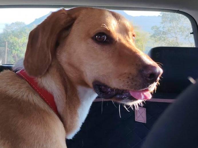 Adozione cane, maschio, Segugio Beagle , 1 anno e 7 mesi, taglia media, Palermo