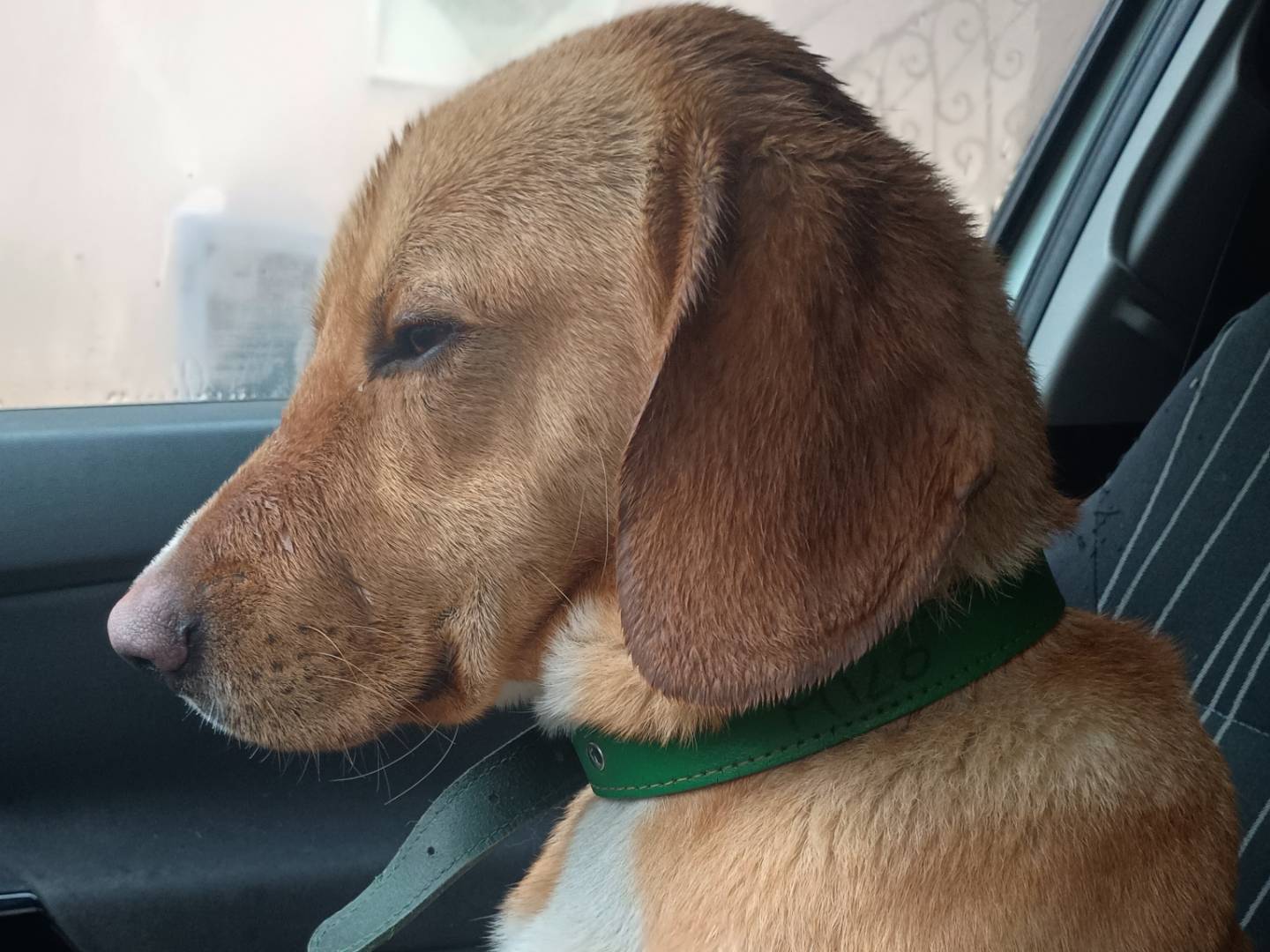 Adotta un cane, taglia media, maschio, Palermo